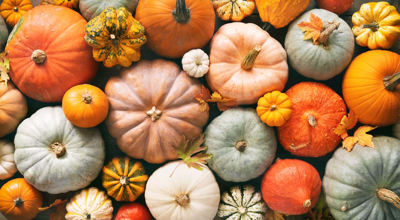 An array of pumpkins, including small and large pumpkins in green, orange, and white.